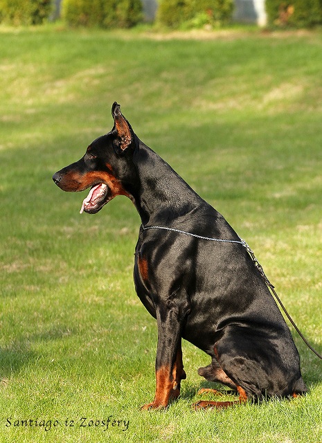 Kennel Dog Training